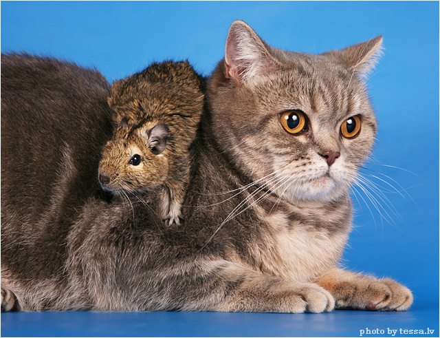 Котовторник: коты и... почти мыши