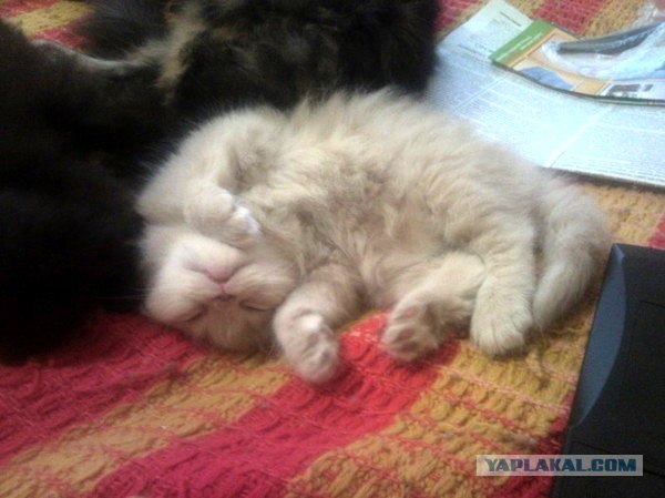 Котовторник в "КотоГетто"