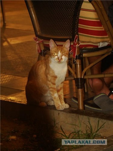 Котовторник 20.12.2011