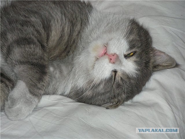 Первый КОТОВТОРНИК 2012