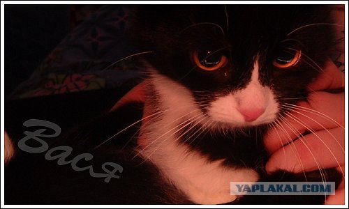 Котовторник 27.03.2012