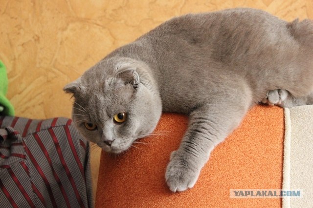 Котовторник (15.05.2012)