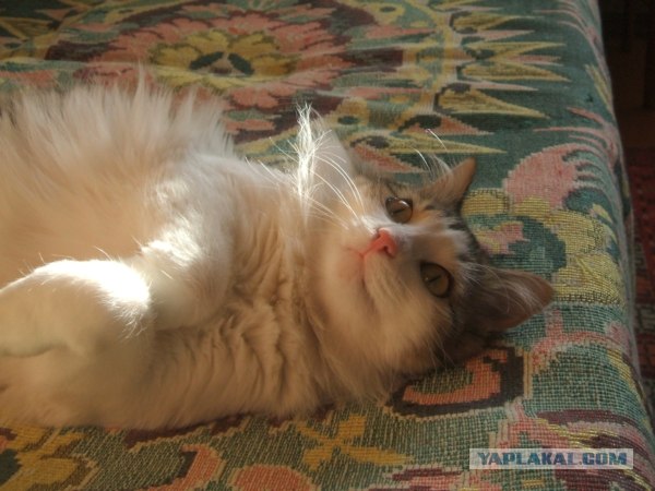 Котовторник 31.07.2012 г.