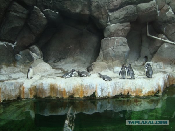 Московский зоопарк