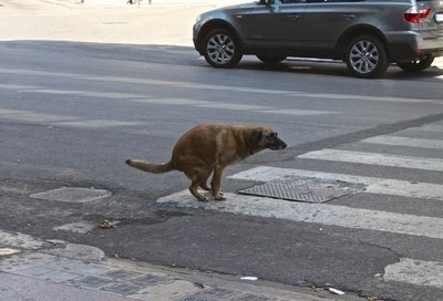 Наехала автомобилем из за собачьего говна