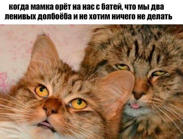 Анекдоты, соц-сети, истории и картинки с надписями