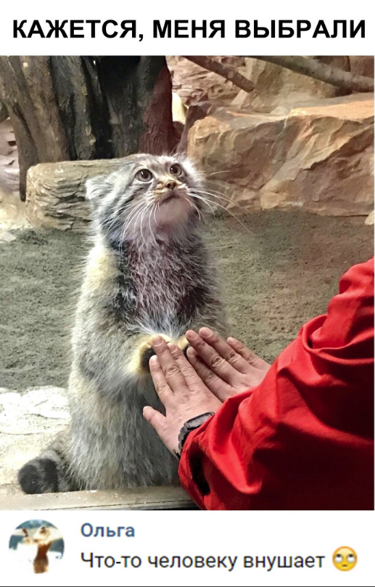 Нестандартный юмор
