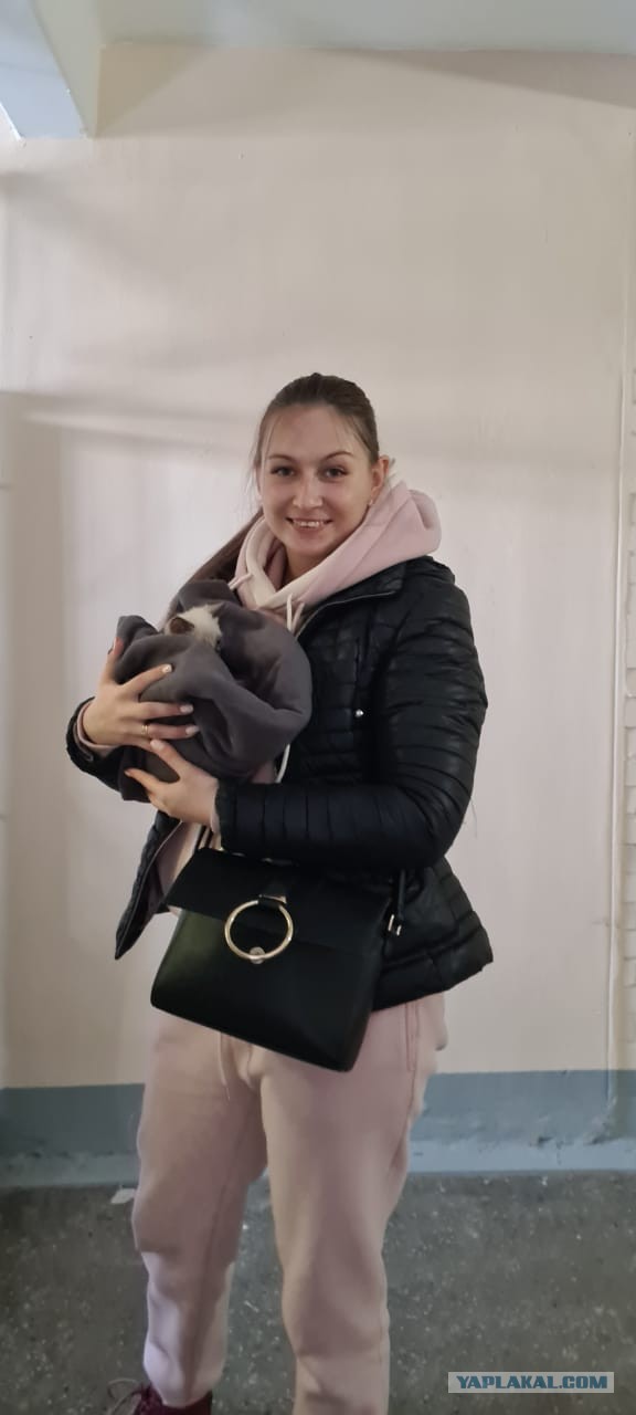 Жизнь домашнего приюта "Котоленд" 269