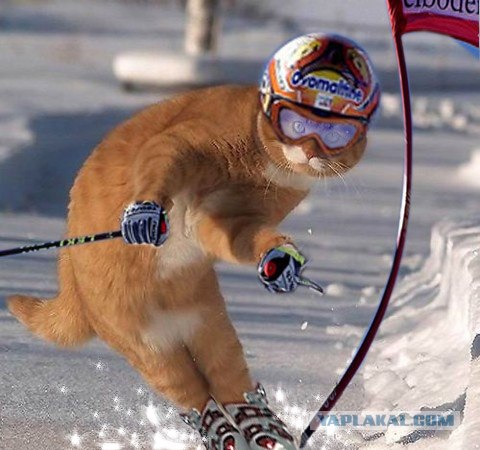 Кошка и сугроб!