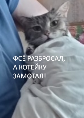 Кошки