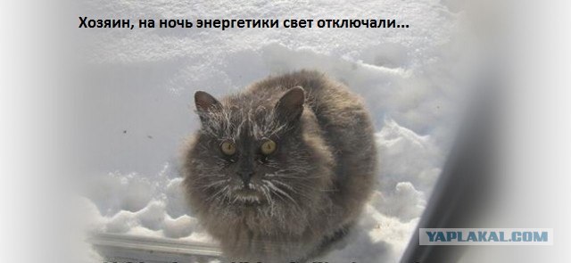 Выживание кота зимой