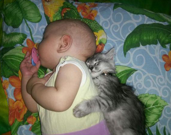 Кошка знает, что её хозяйка беременна!