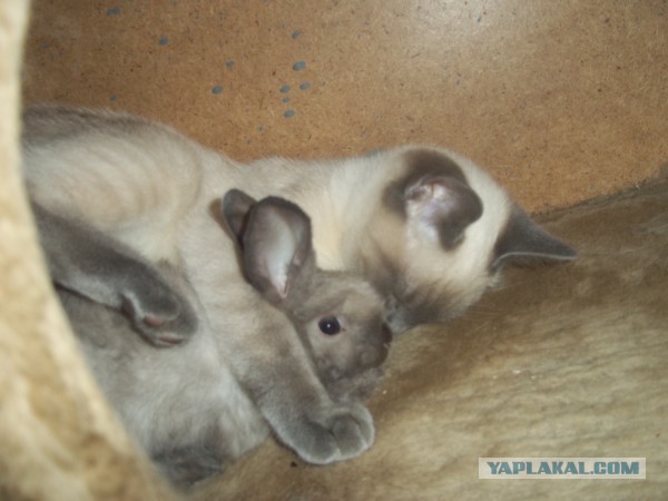 Котовторник 26.03.2013