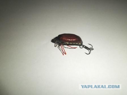 Ловля голавля на майского жука.