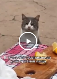 Мужчина купил дом в Италии и в качестве подарка получил местных деревенских котов