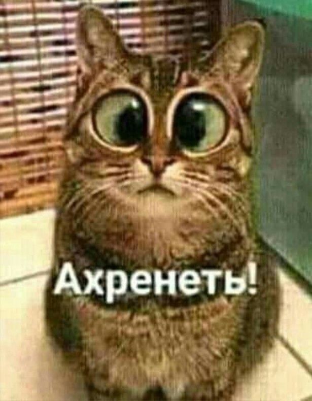 По распорядку. Дичь