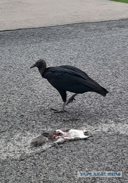 Клуб говорунов (литературный)