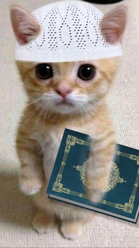 Корм