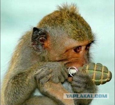 Режим Асада трепещет!