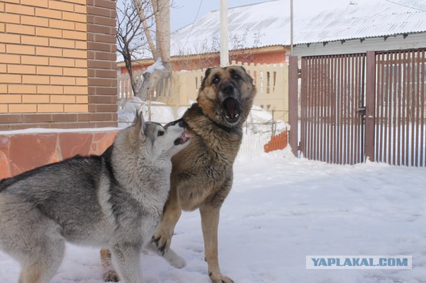 Собакочетверг никто не отменял.
