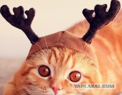 Рукожопство коврика для ванной из мха