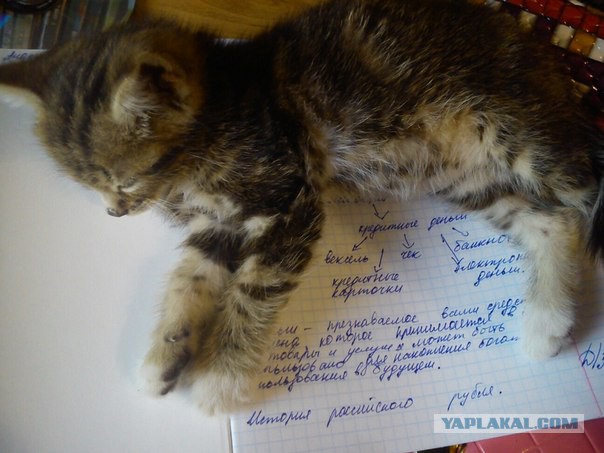 Котовторник 09.09.2014