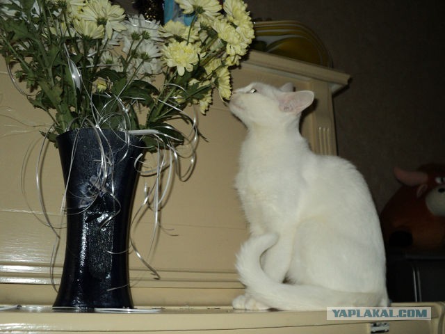 Котовторник 21.10.2014
