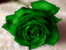 25 редчайших снимков знаменитостей