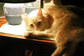 «Медвежья поступь» в «Карибском кризисе».