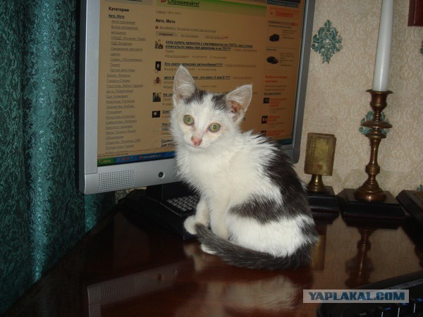Картинки