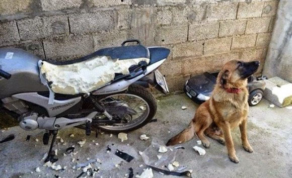 Собака сгрызла Тойоту