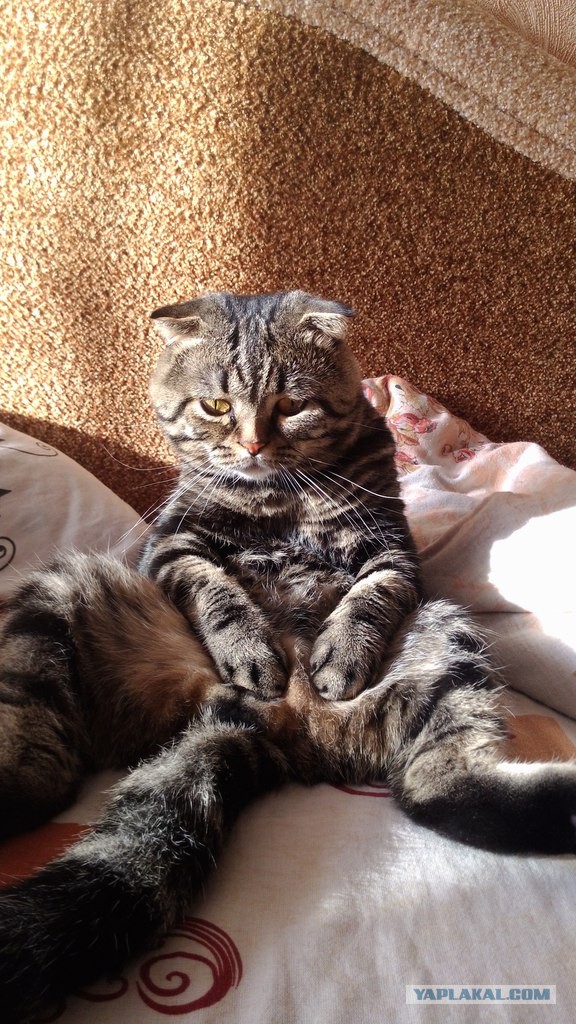 Котовторник наступил!:)