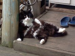 Котовторник 20.10.2015
