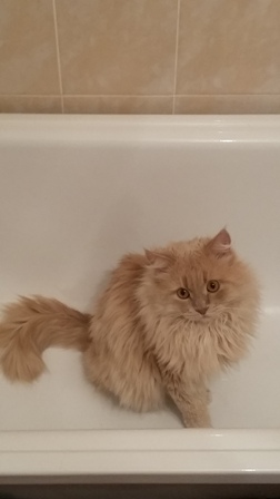Котовторник