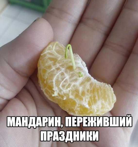 Пучок смешных картинок