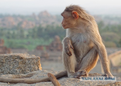 Самостоятельное путешествие в Шри-Ланку