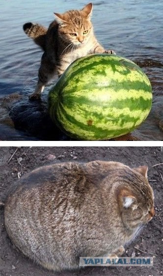 Подборка животных, которых застали за трапезой