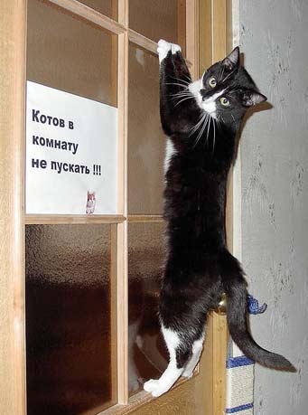 Кошки и Собаки - большая подборка