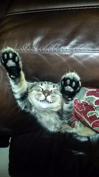 Веселые картинки