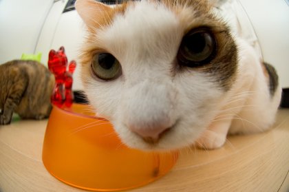 Коты, кошки, котята