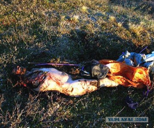 Раньше бурые медведи питались львами и тиграми