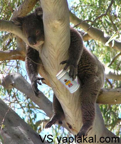 Подборка коал от Rusbp