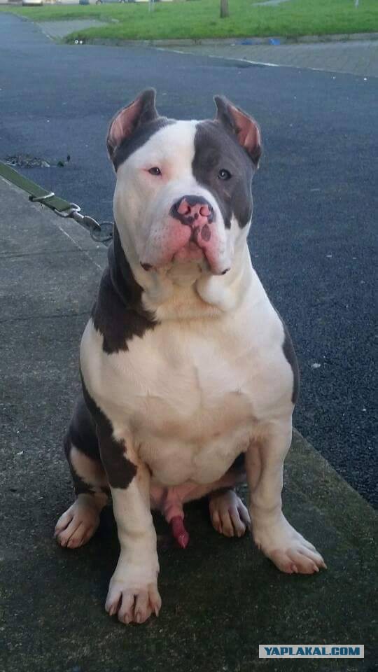 Страшно красивые терьеры