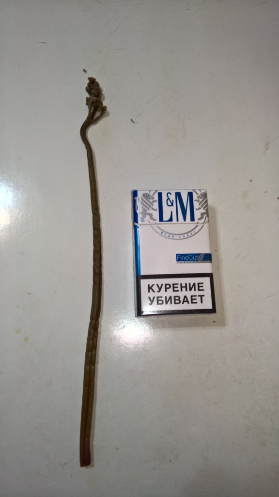 Кальмар+папоротник=вкусно