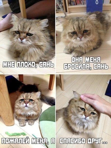 Мохнатые беспредельщики