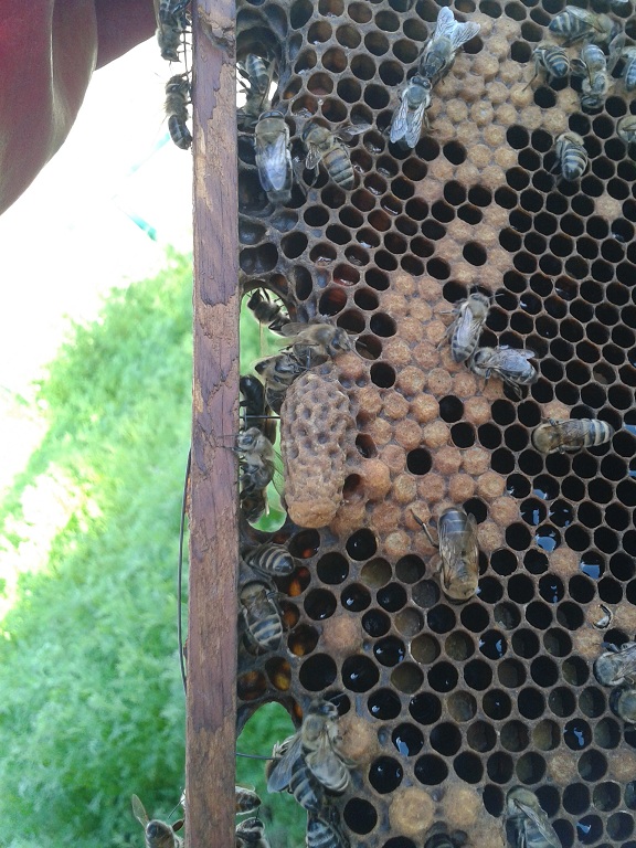 Немного о пчелах