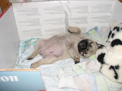 Мопсы - забавная порода собак!