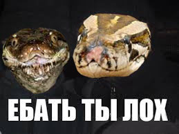 Питон прокололся...