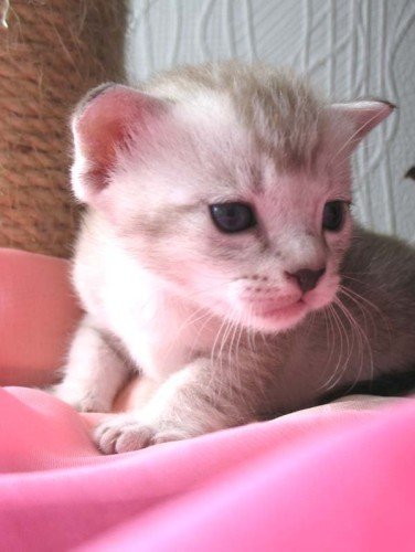 Котовторник на ЯПе! (12.02.08), Ураааа!