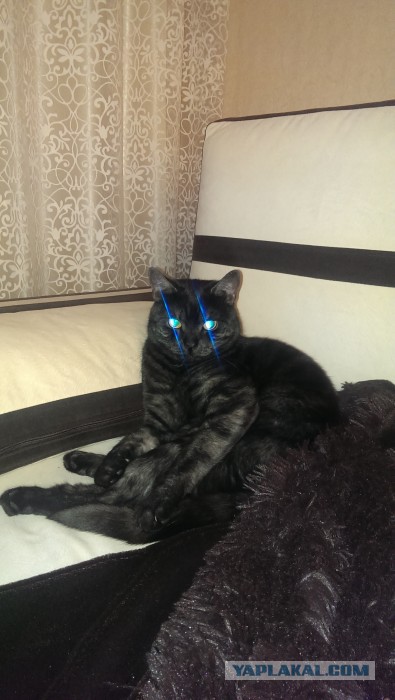 Кошкин день